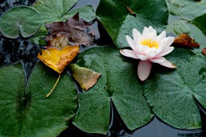 Méditer au quotidien